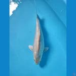 super ginrin white bulky punuk 31cm