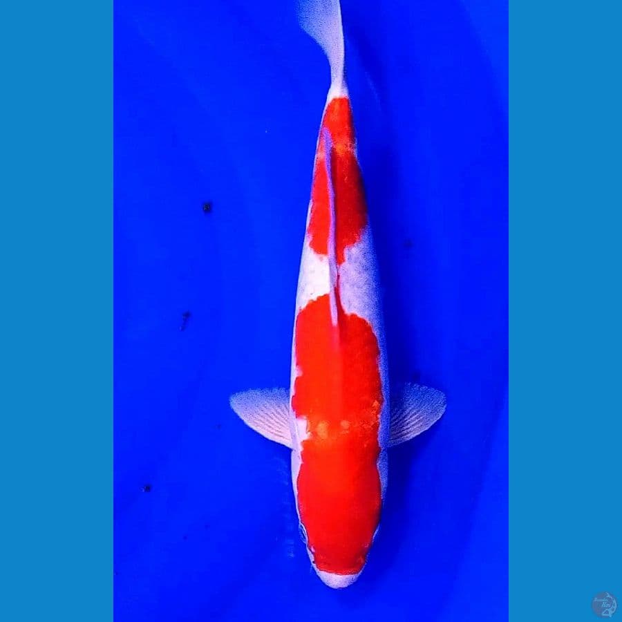 nidan kohaku strong 35 cm