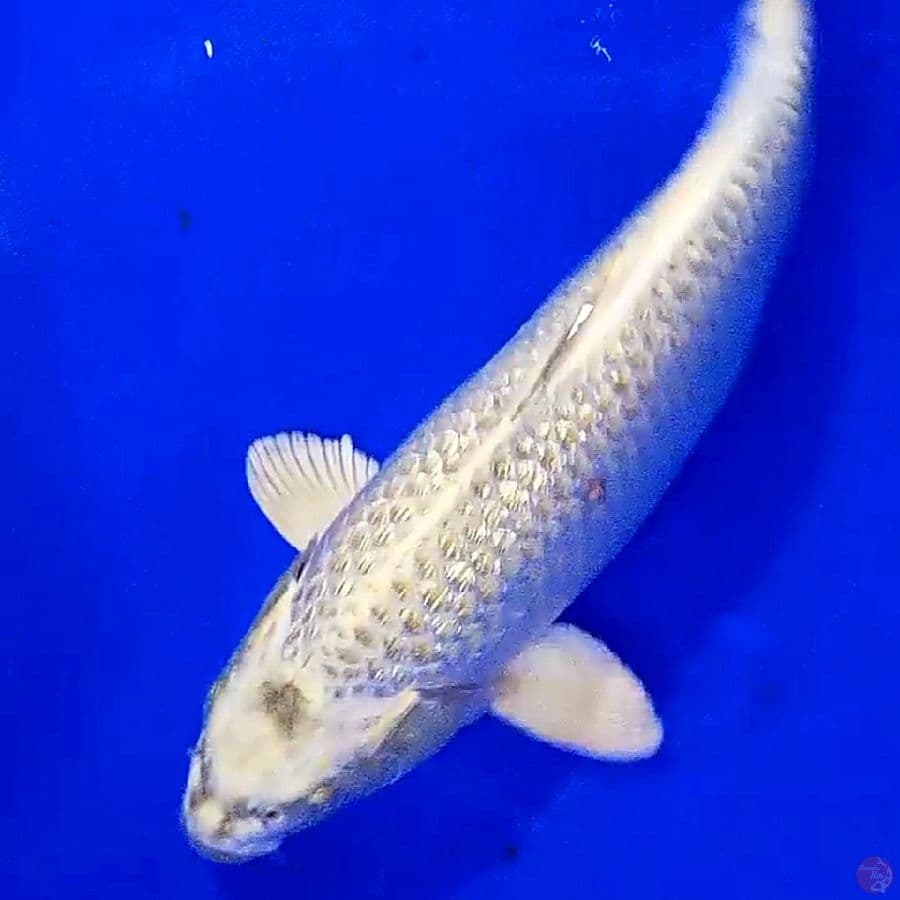 gold mukasi ginrin f 37 cm