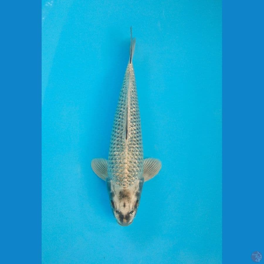 matsuba ginrin ,±32cm jantan