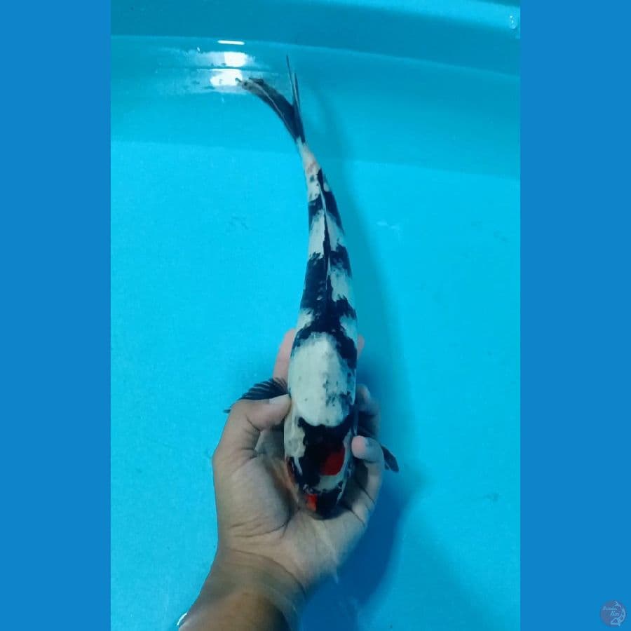 34cm Jantan