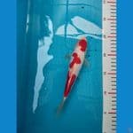 asnawi koi