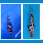 ShoGin 12cm sSQ
