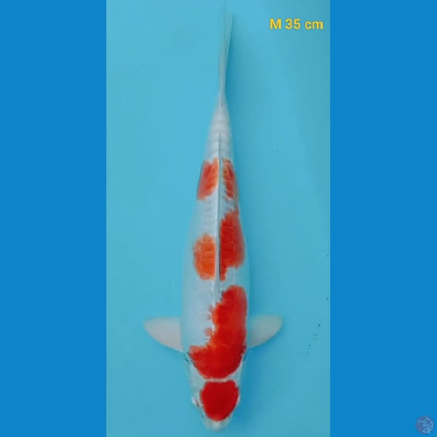 Maruten Kikusui M 35 cm