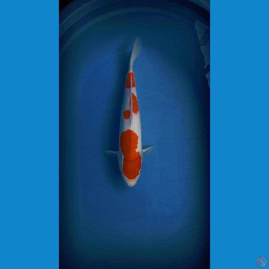 kohaku 40 strong f