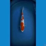 kohaku 40 strong f