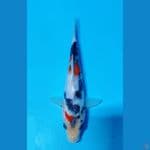 kindai showa 15cm