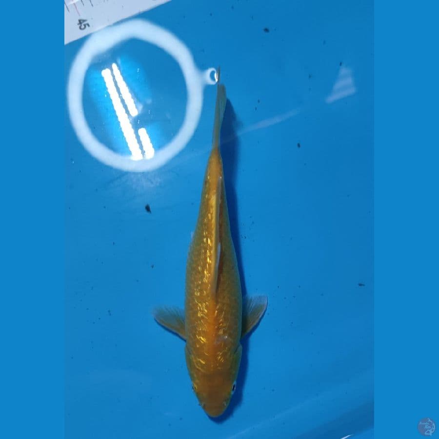 kharasi ginrin padet MM 23cm