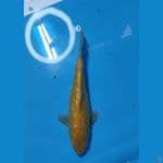 kharasi ginrin padet MM 23cm