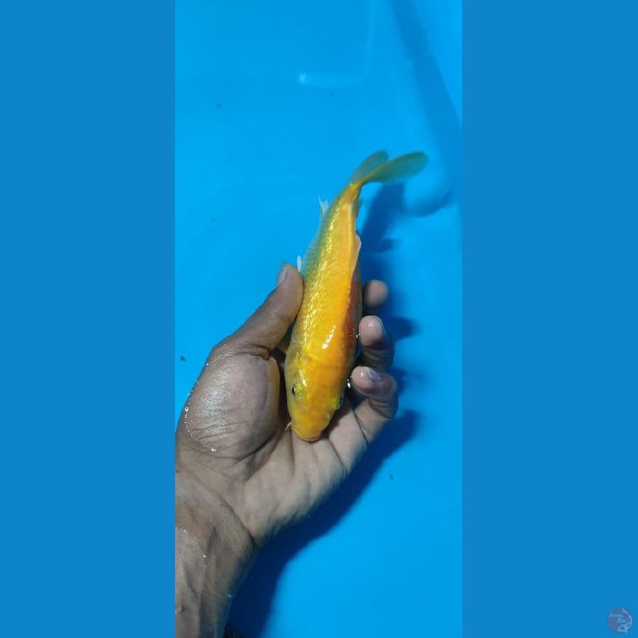 kharasi ginrin padet MM 23cm