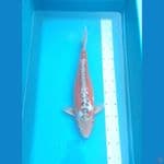 SHUSUI IMPORT OGATA KOI FARM 48 cm