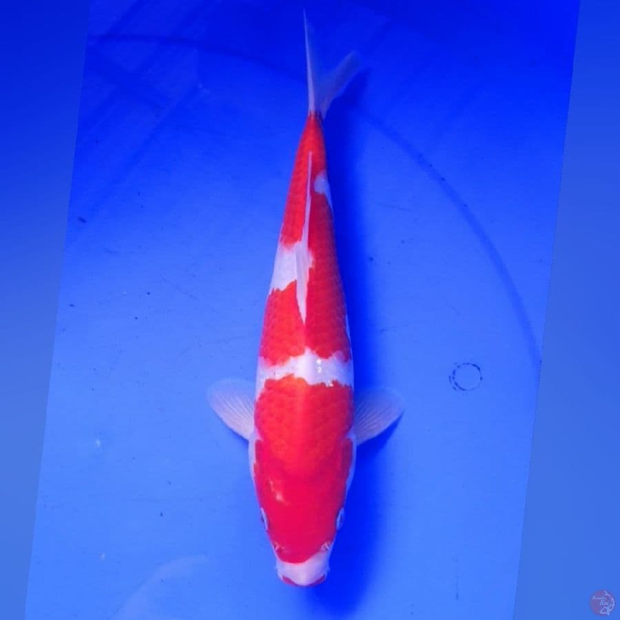 KOHAKU 25CM