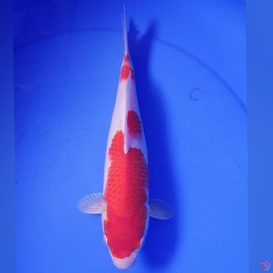 KOHAKU 29CM