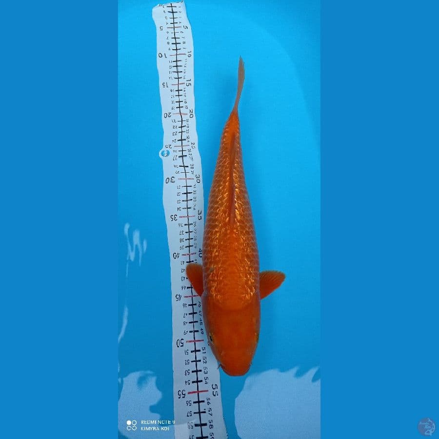 karamel gindrin 37cm