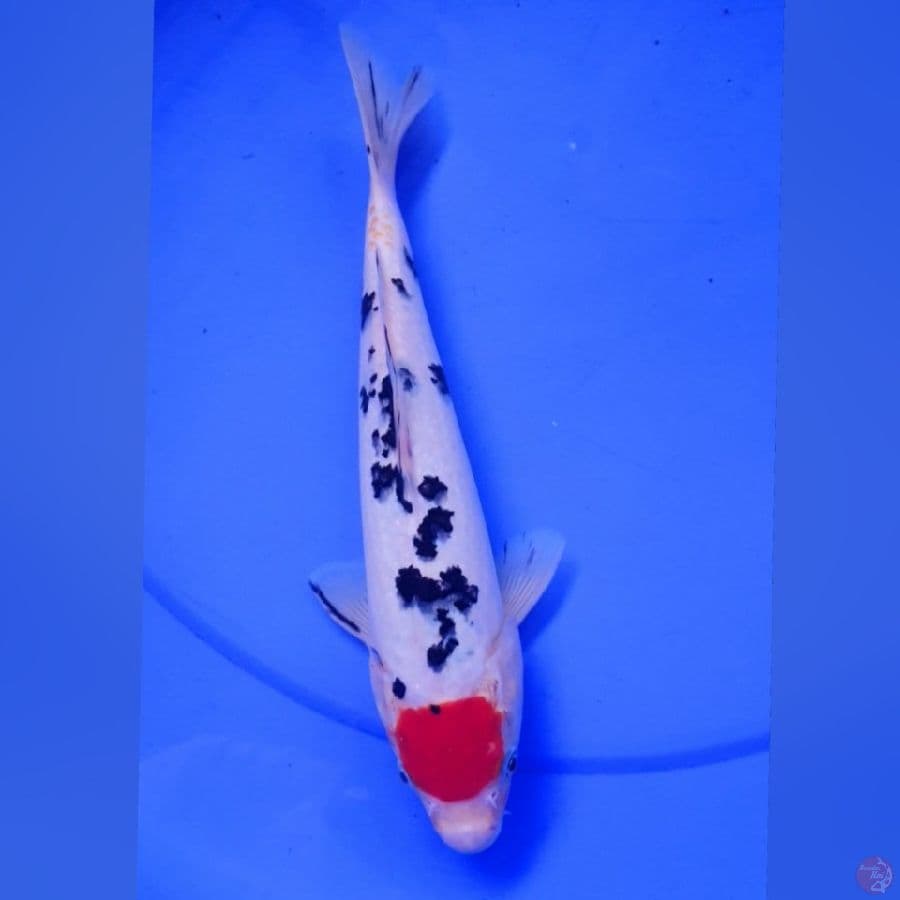 TANCO SANKE 26CM 