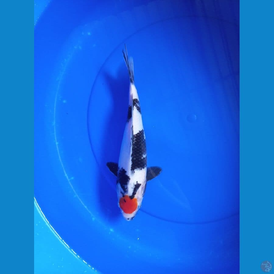 tancho showa 30 cm #f 