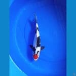 tancho showa 30 cm #f 