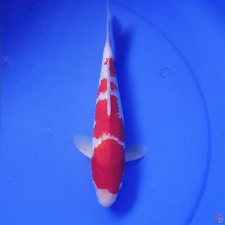 KOHAKU 26CM