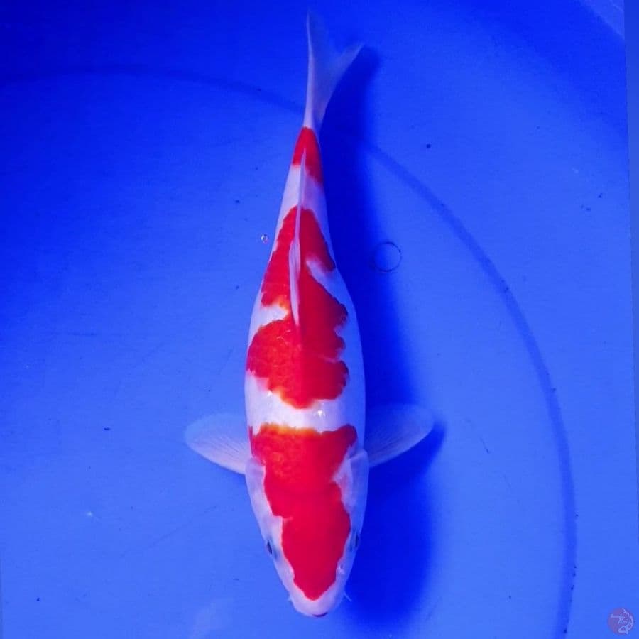 KOHAKU GOOD PATREN 26CM