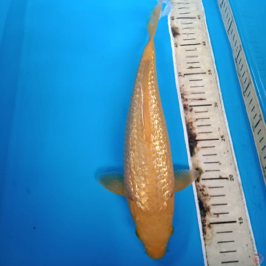 karasi caramel 32 cm