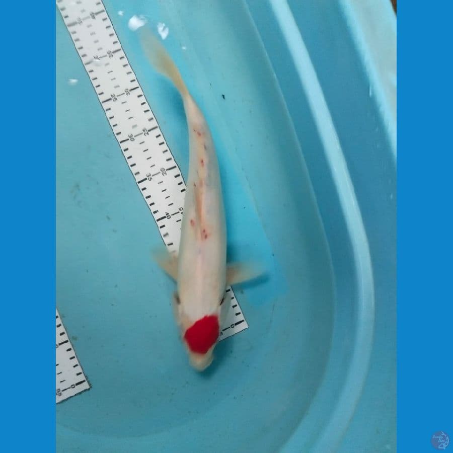 tanco 38cm