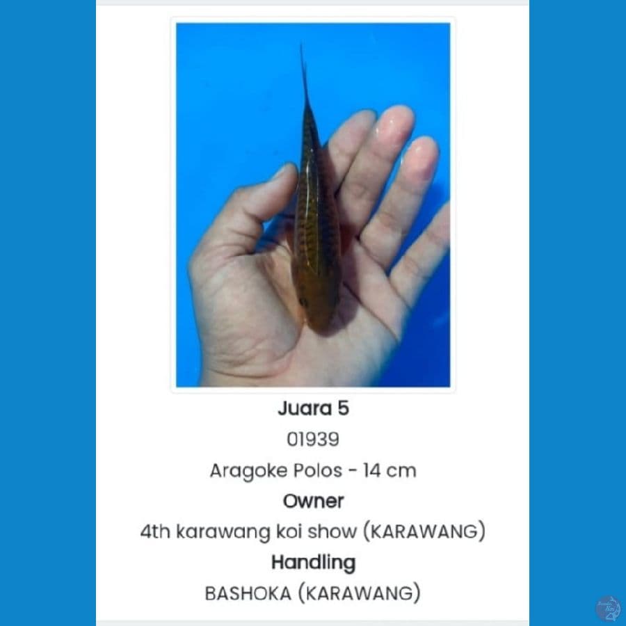 ARAGOKE POLOS (JUARA 5 1st BOGOR Koi Show)