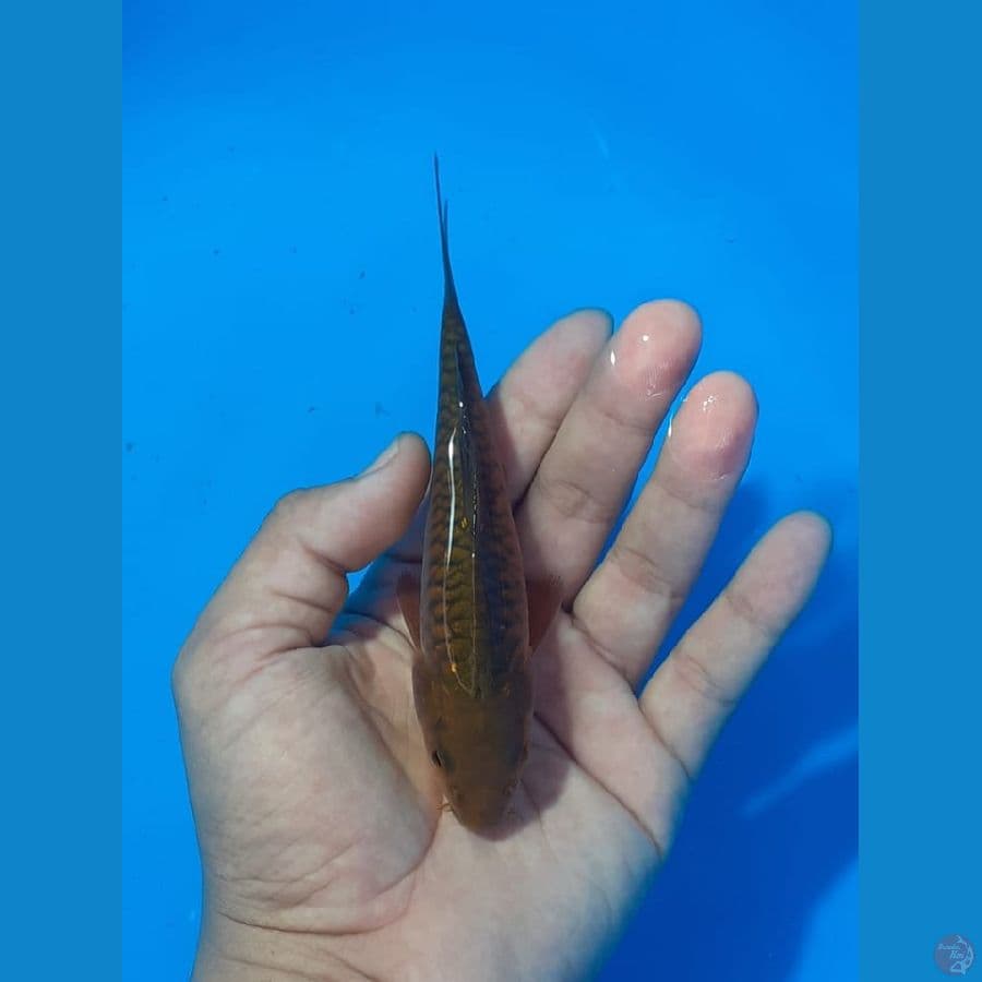 ARAGOKE POLOS (JUARA 5 1st BOGOR Koi Show)