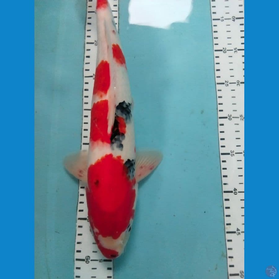showa 41cm jantan
