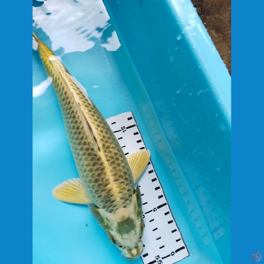 mukasi gold 31cm