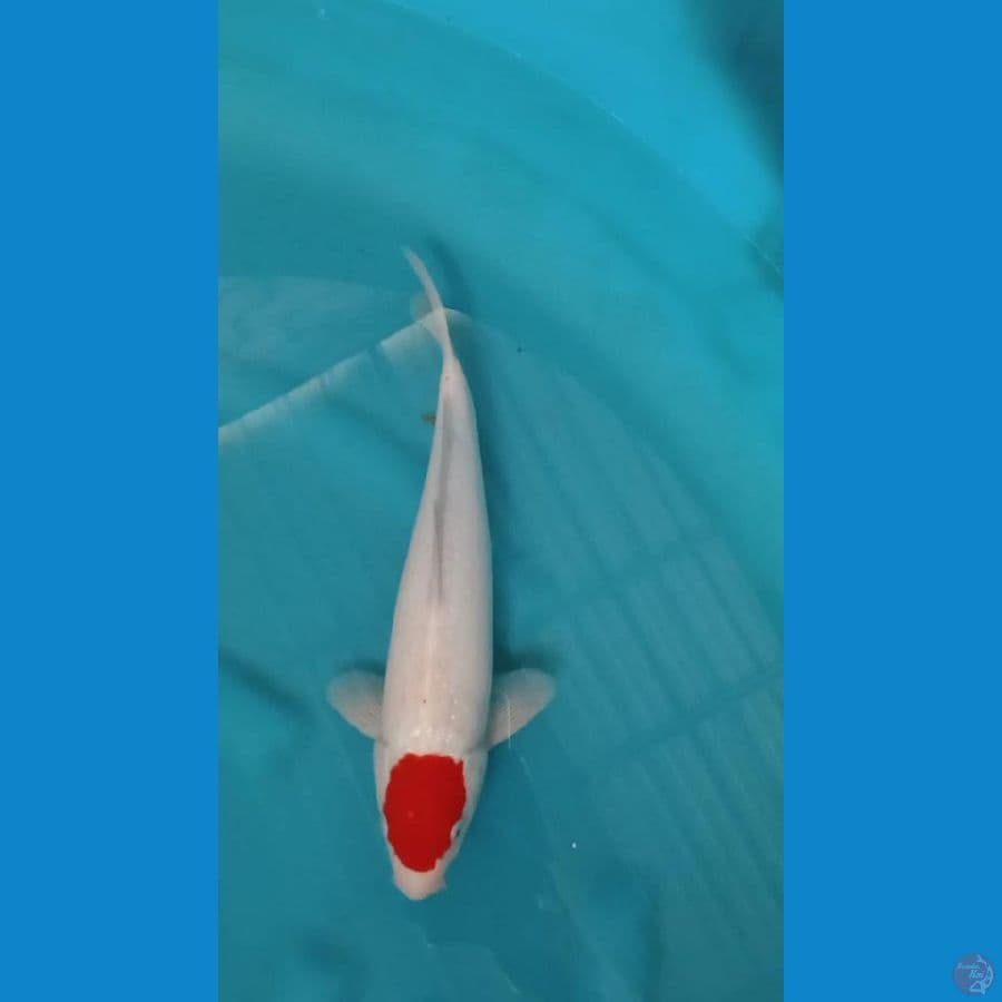 tancho kohaku