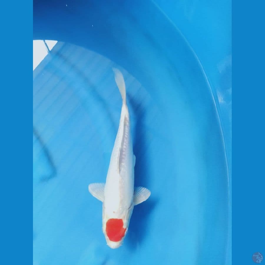 tancho kohaku hikari