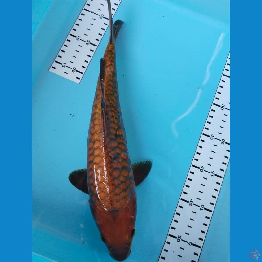 chagoe aragoke 35cm 