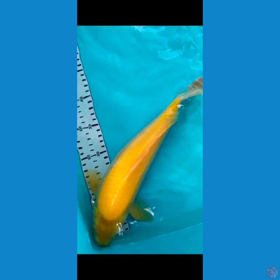 karasi mata merah 33cm punuk