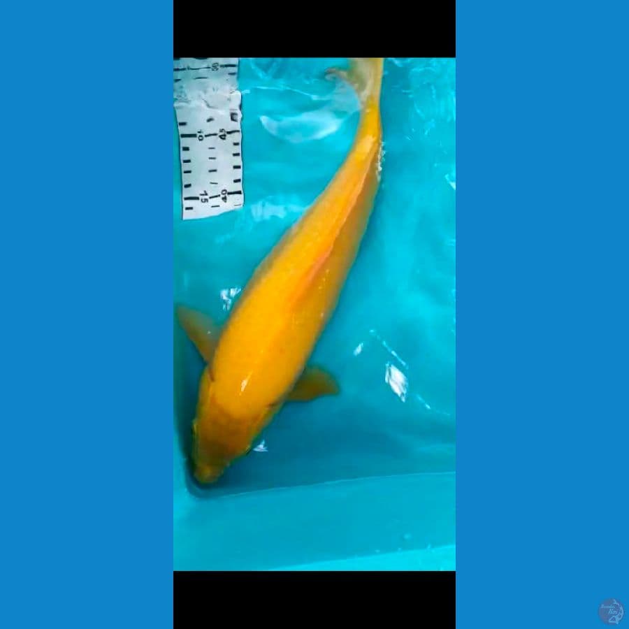 karasi 36cm jantan