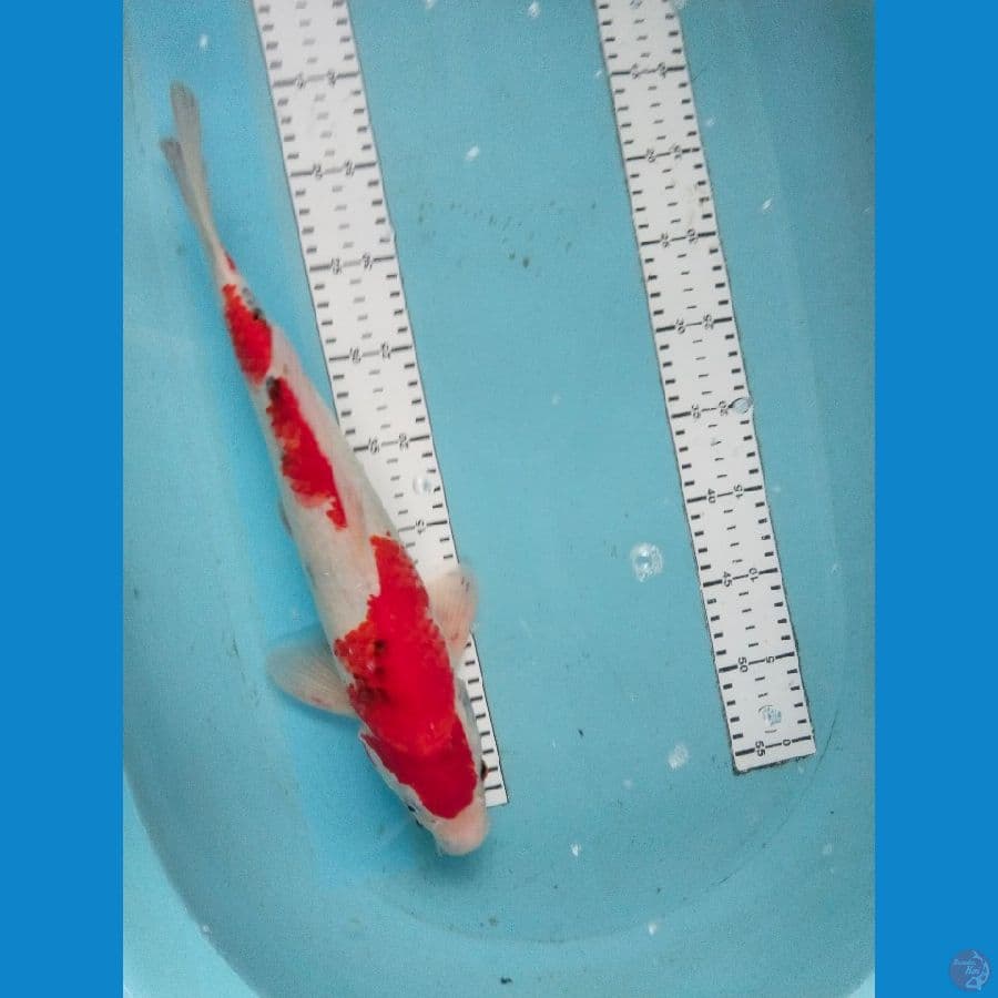 showa 40cm male