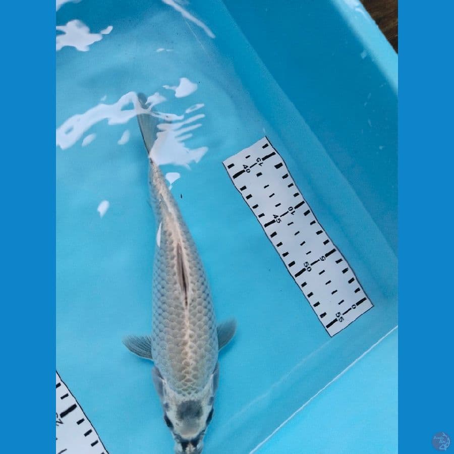 mukasi 27cm 