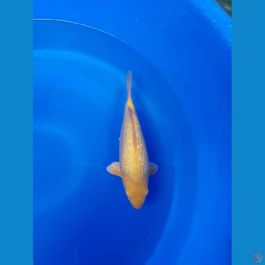 Karamel 28cm fuull ginrin bulky pundukan sq