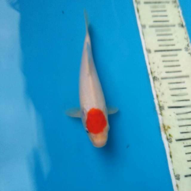Tanco kohaku