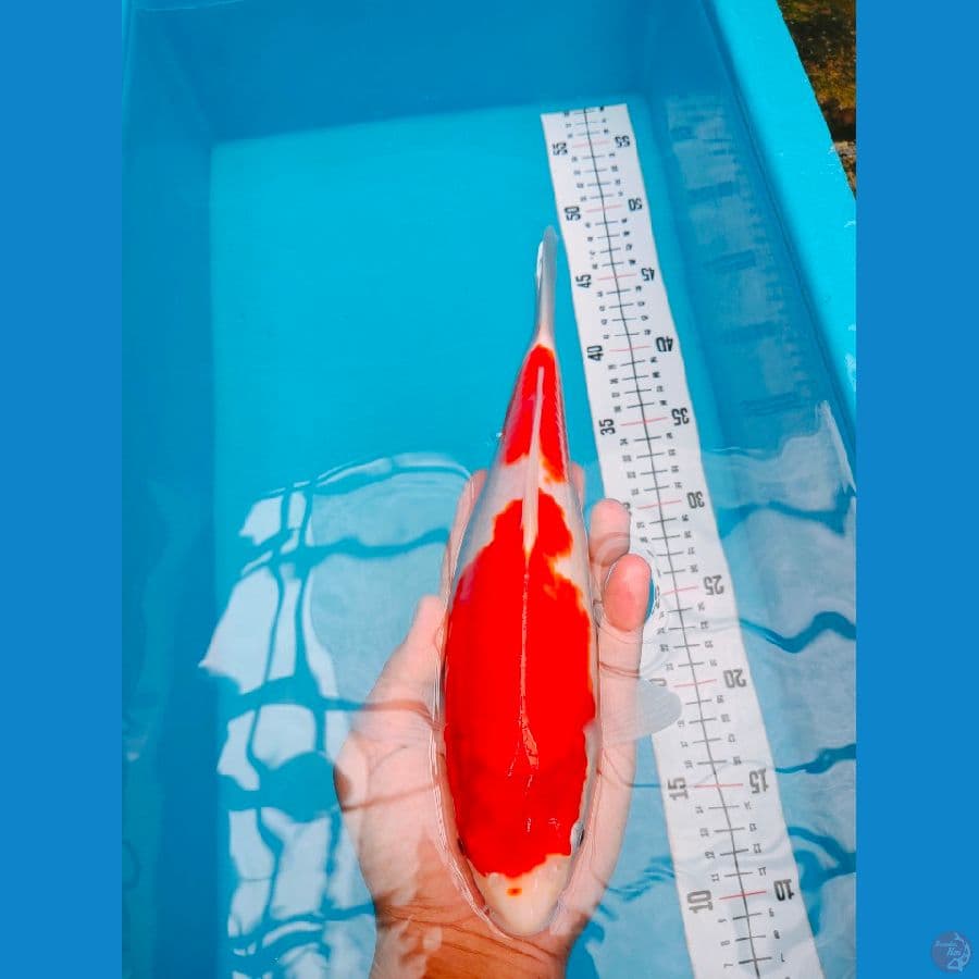 KOHAKU 28CM FEMALE
