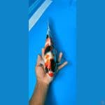 showa jantan 37 cm