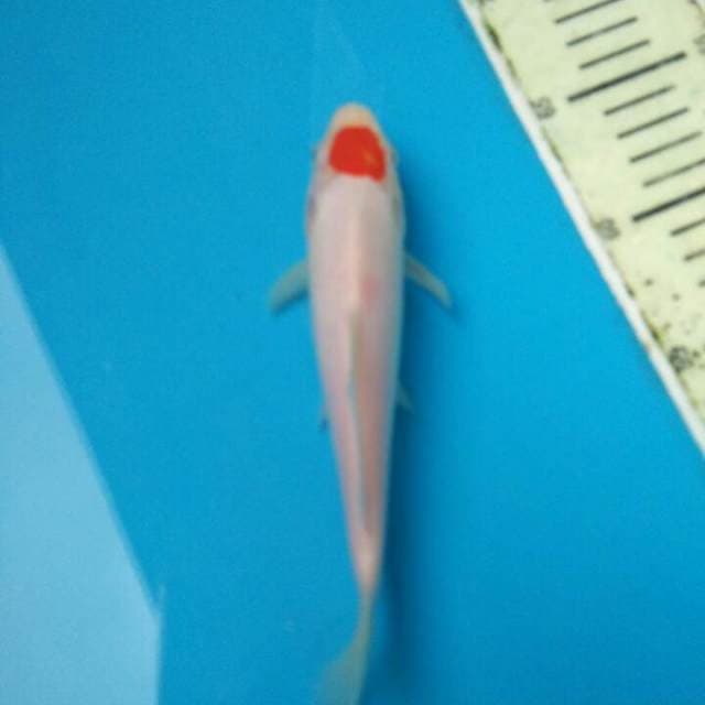 Tanko kohaku