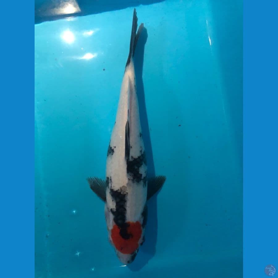 tancho showa original 27cm