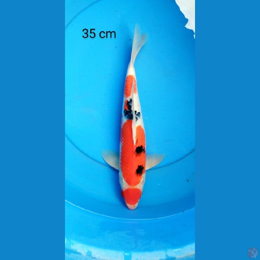 tancho sanke 35 cm