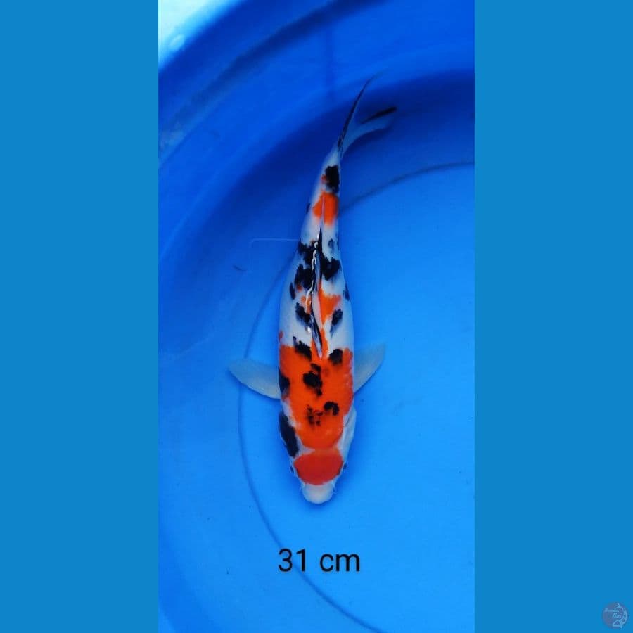 maruten sanke 31 cm