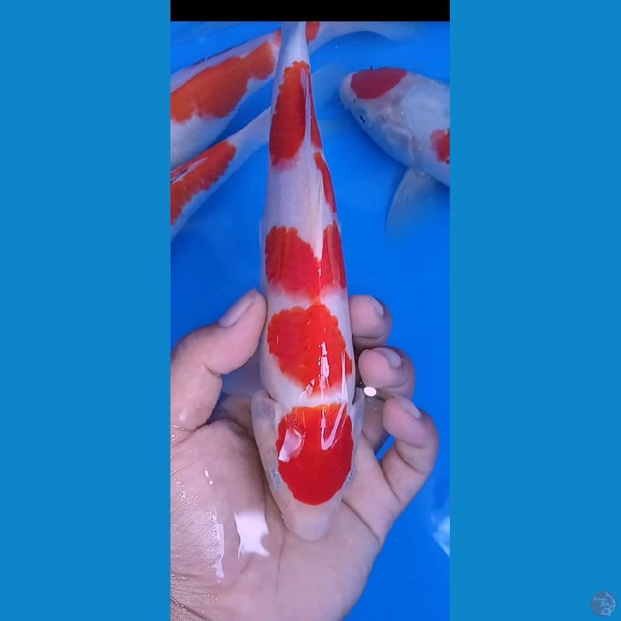 kohaku maruten || size 25cm 