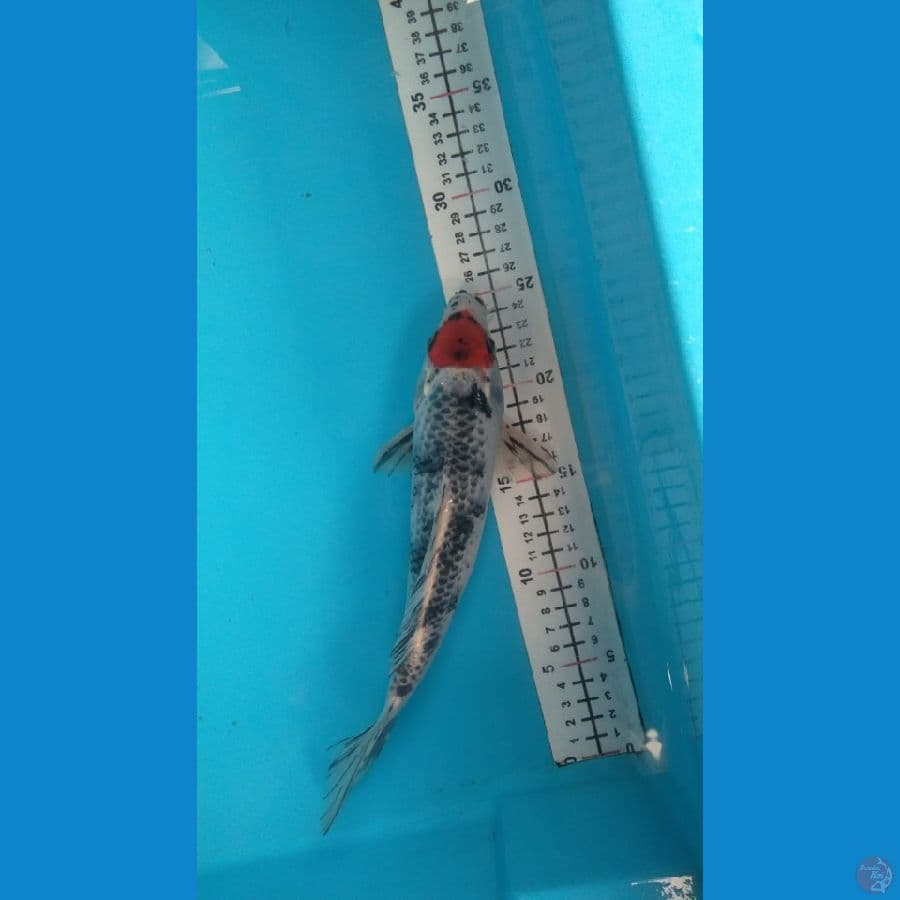 TC ghosiki Ori 27cm