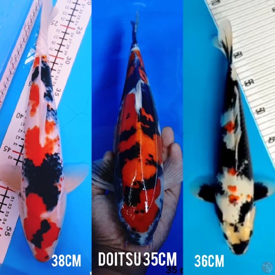 trio showa