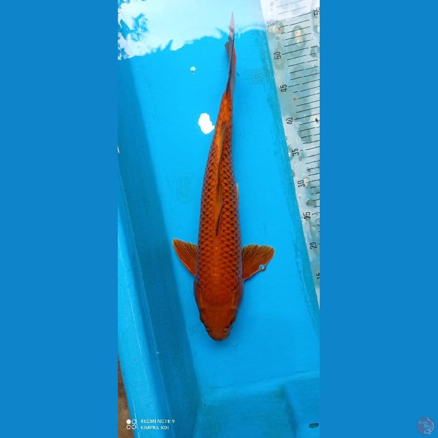 tembaga 46cm