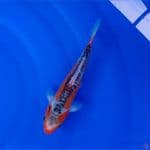 Koi Import Jepang Shusui (Sertifikat Yamaju) 21cm