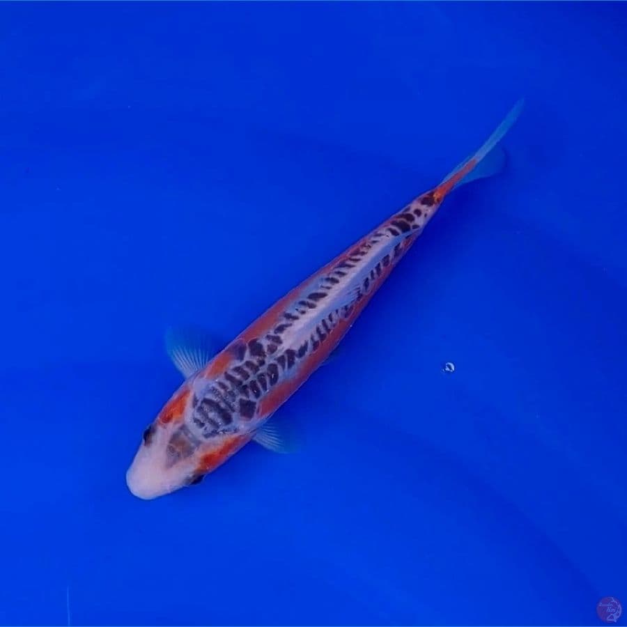 Koi Import Jepang Shusui (Sertifikat Otsuka) 21cm